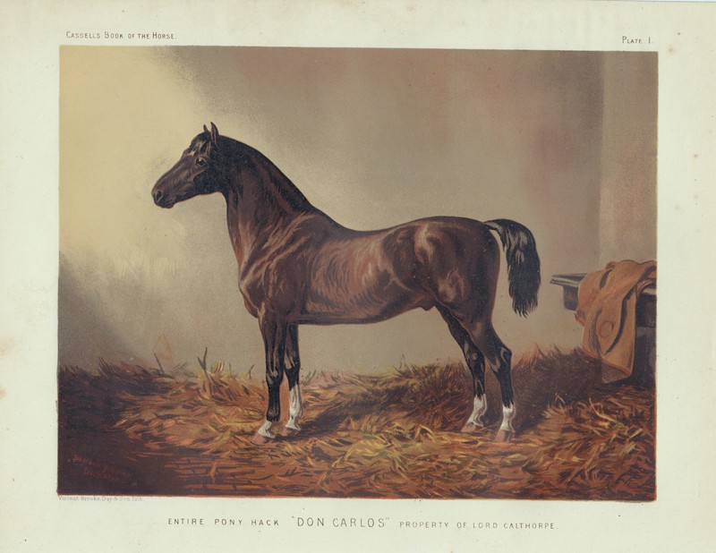 PONY HACK » DON CARLOS» IN STABLE ANTIQUE HORSE ART PRINT LITHOGRAPH 1873