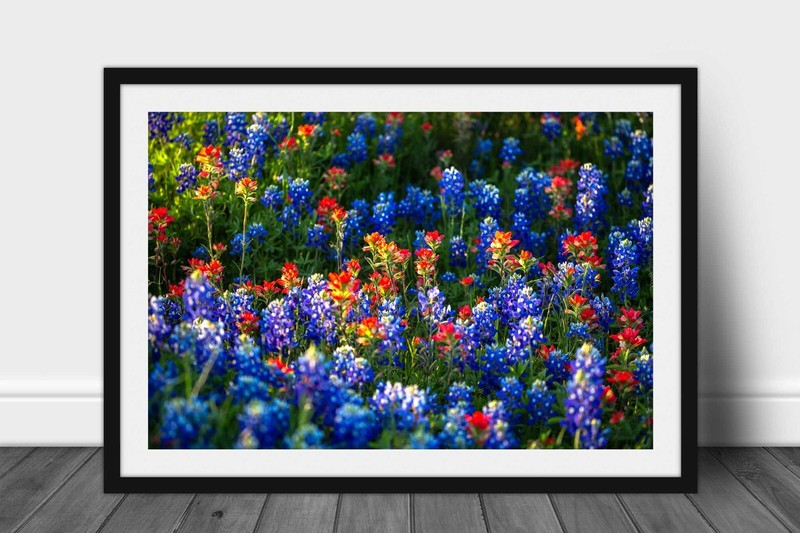 Framed and Matted Wildflower Print - Bluebonnets and Indian Paintbrush in Texas