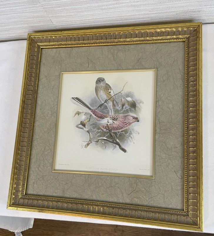 Vtg framed bird print gold gilt ornate baroque rococo 14×14 Florentine heritage